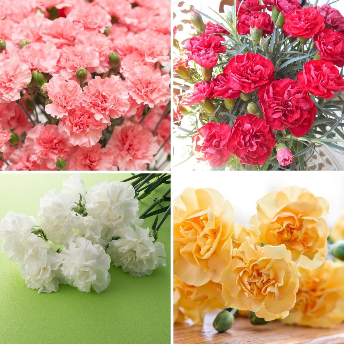 Carnation- Dwarf Fragrance Mix